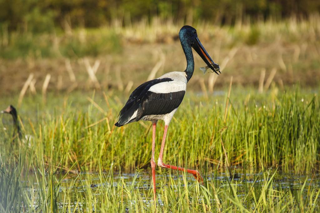 Bamurru Plains Point Stuart Экстерьер фото